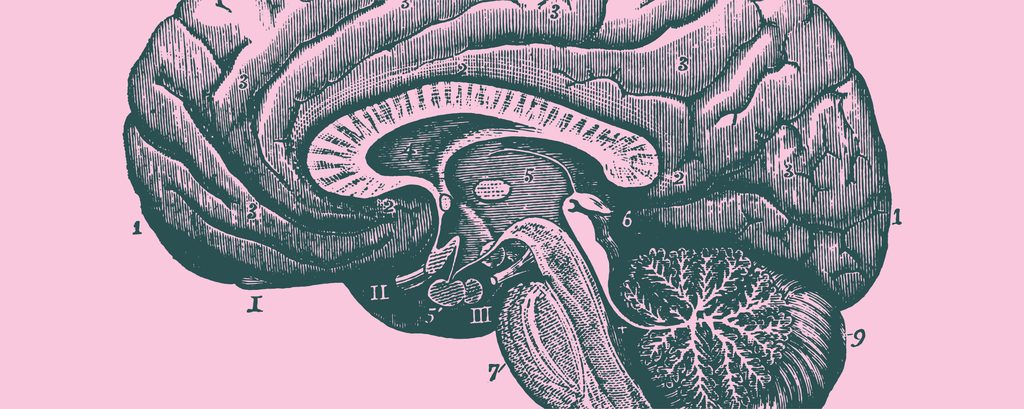 Brain illustration